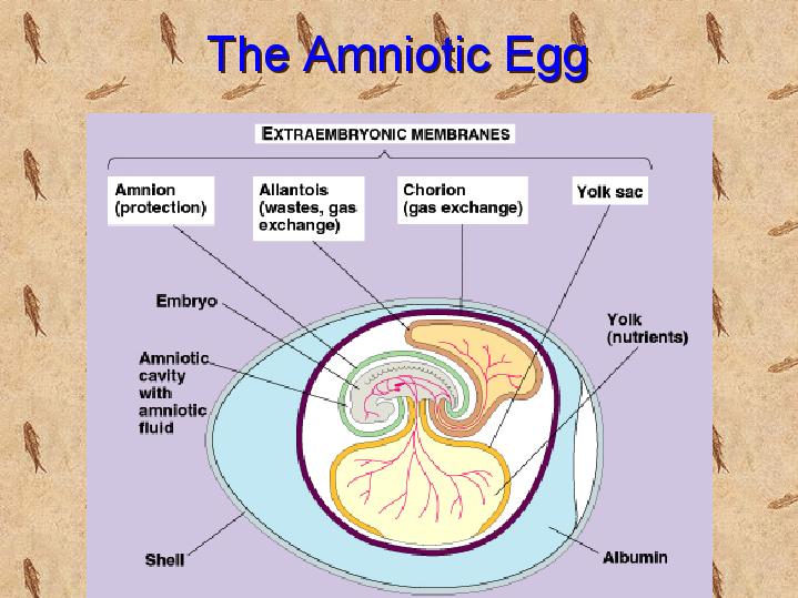 Amniote egg coloring   the biology corner